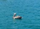 A funny bird is the pelican...: Its beak can hold more than its belly can!